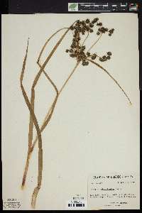 Scirpus microcarpus image