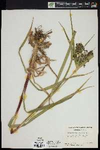 Scirpus microcarpus image