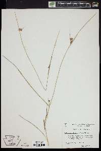 Scleria pauciflora image