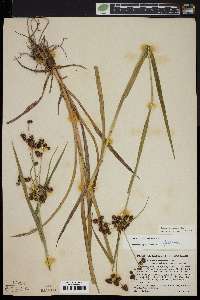 Scirpus atrovirens var. georgianus image