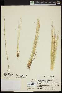 Scirpus hudsonianus image