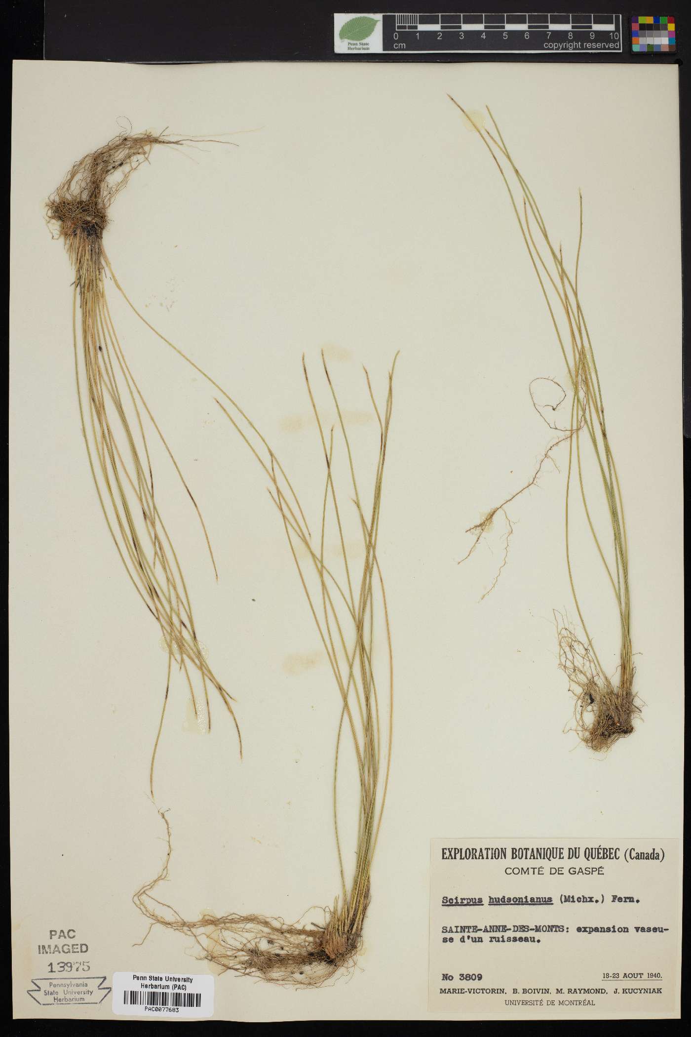 Scirpus hudsonianus image