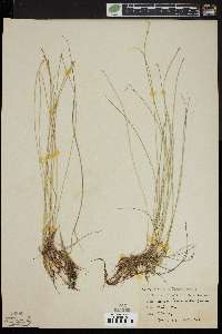 Scirpus hudsonianus image