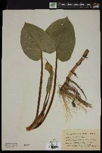 Calla palustris image