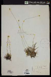 Lachnocaulon anceps image