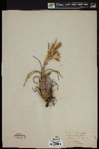 Tillandsia bulbosa image