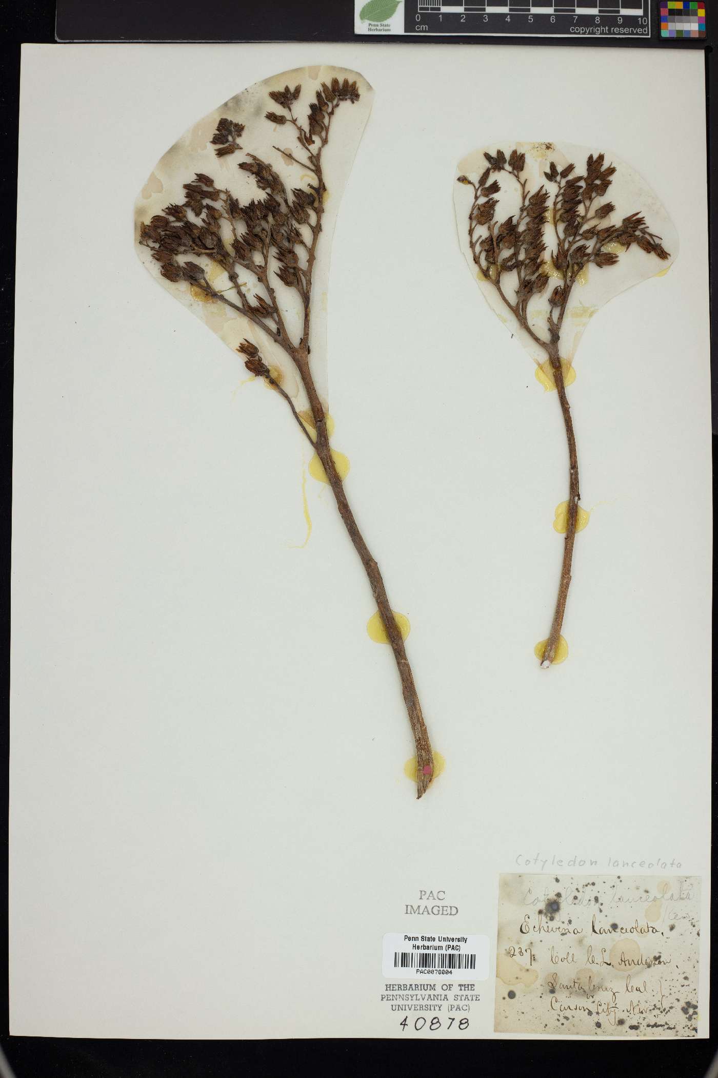 Cotyledon lanceolata image