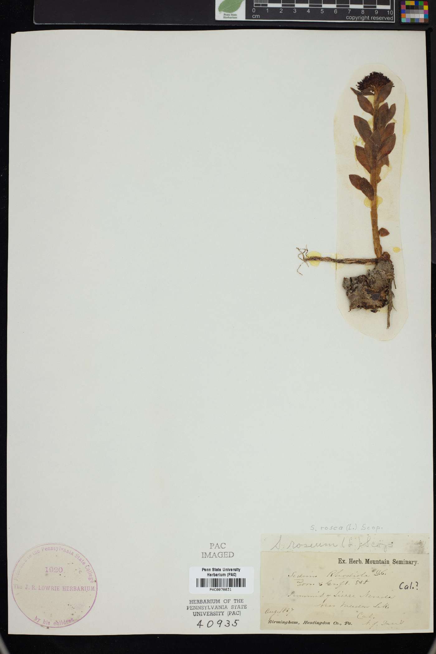 Rhodiola rosea image