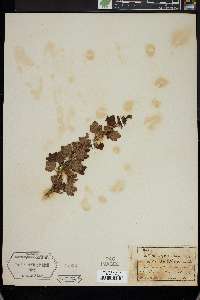 Ribes hirtellum image