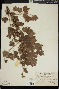 Ribes rotundifolium image