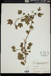 Ribes uva-crispa image