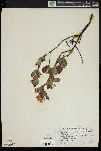 Amelanchier bartramiana image