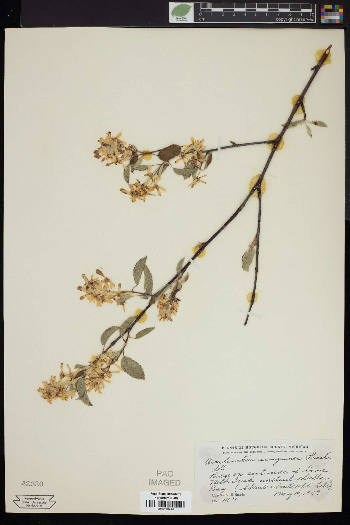 Amelanchier sanguinea image