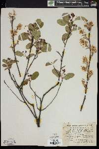 Amelanchier stolonifera image