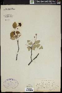 Amelanchier canadensis image