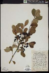 Aronia floribunda image