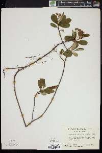 Aronia melanocarpa image