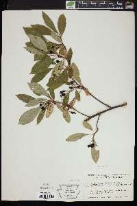 Aronia melanocarpa image