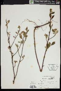 Aronia melanocarpa image