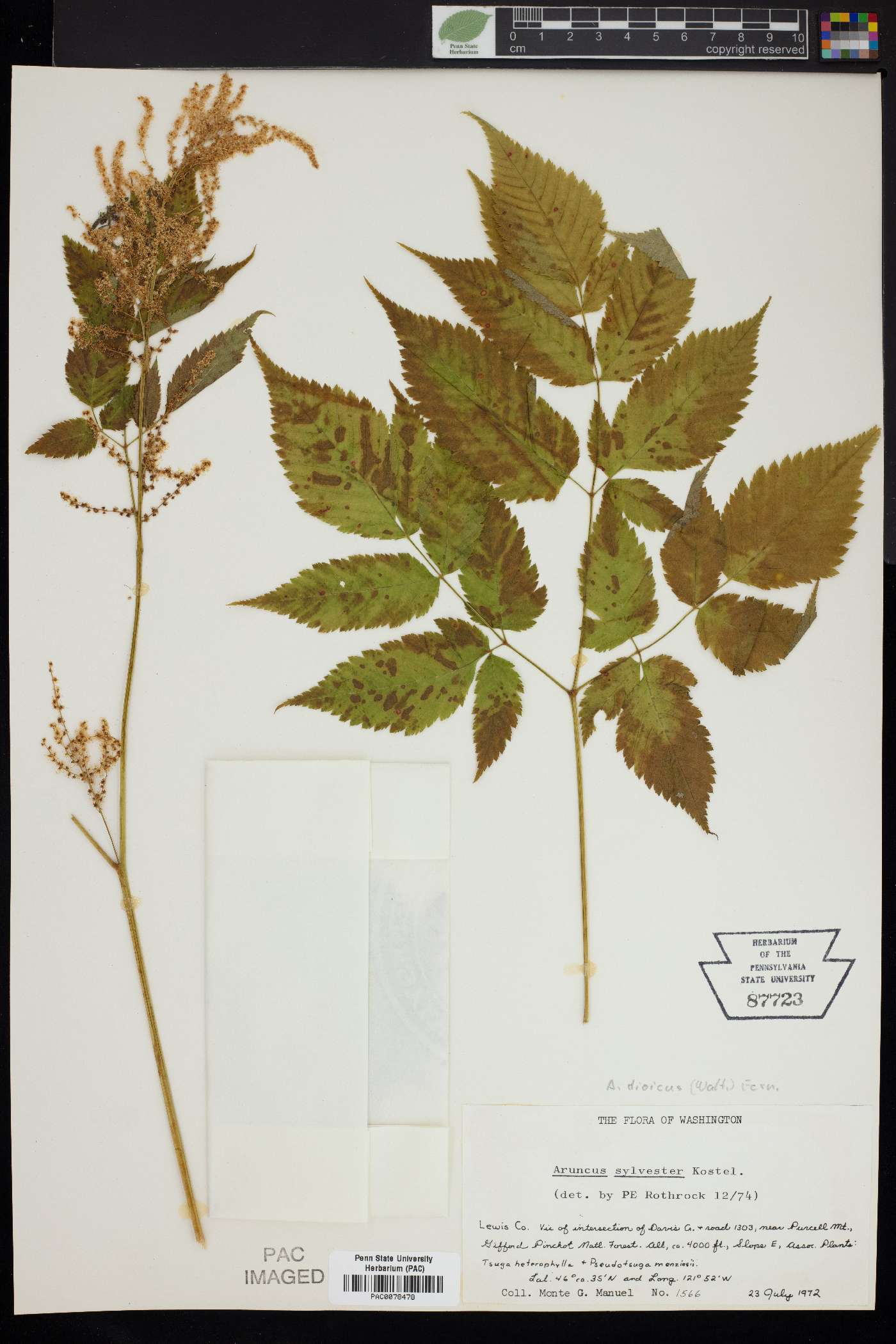 Aruncus sylvester image