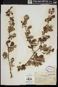 Image of Cercocarpus betulifolius