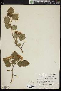 Crataegus chrysocarpa image