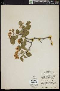 Crataegus chrysocarpa image