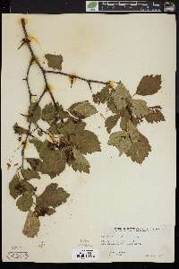 Crataegus douglasii image