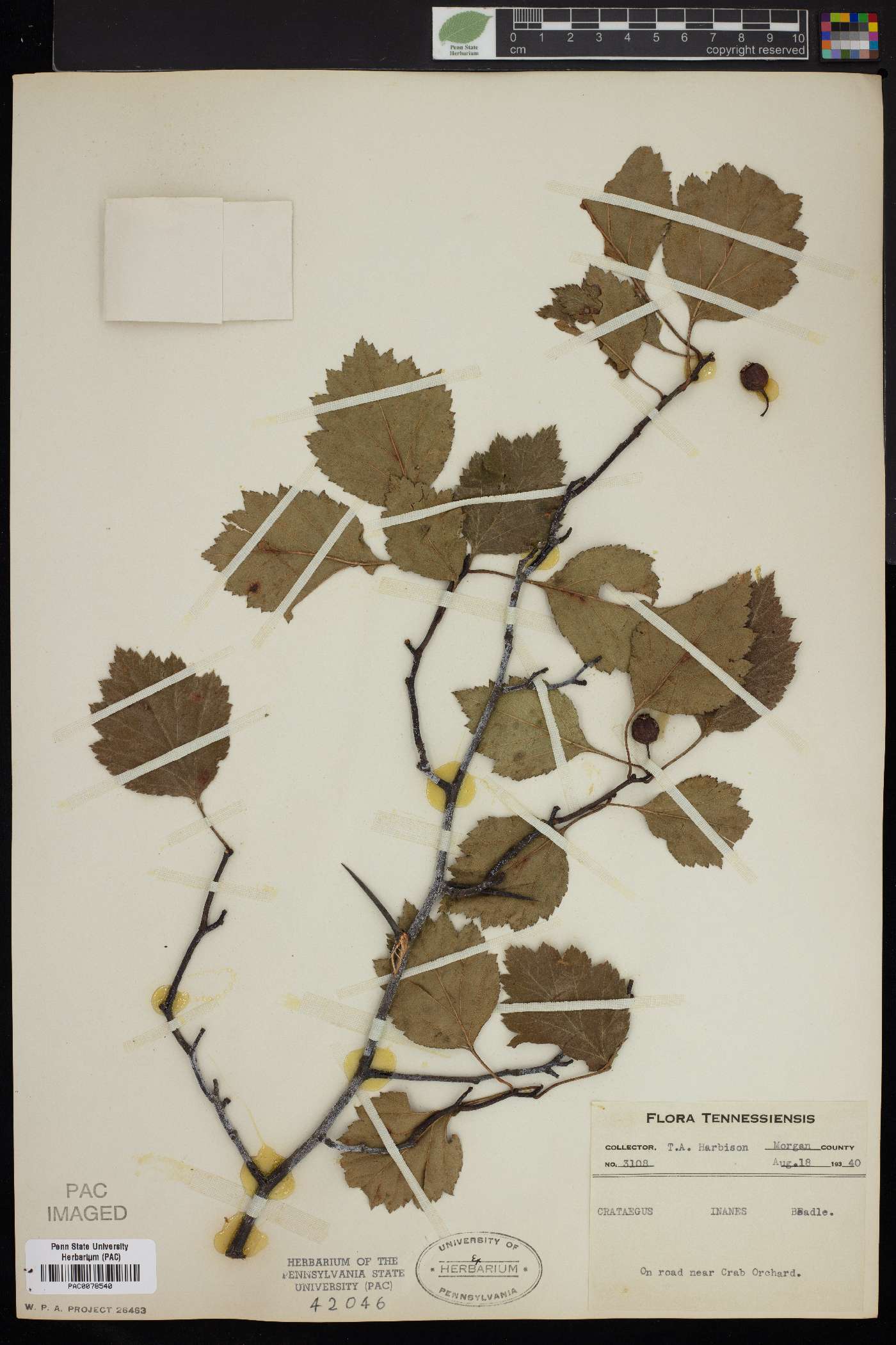 Crataegus inanis image