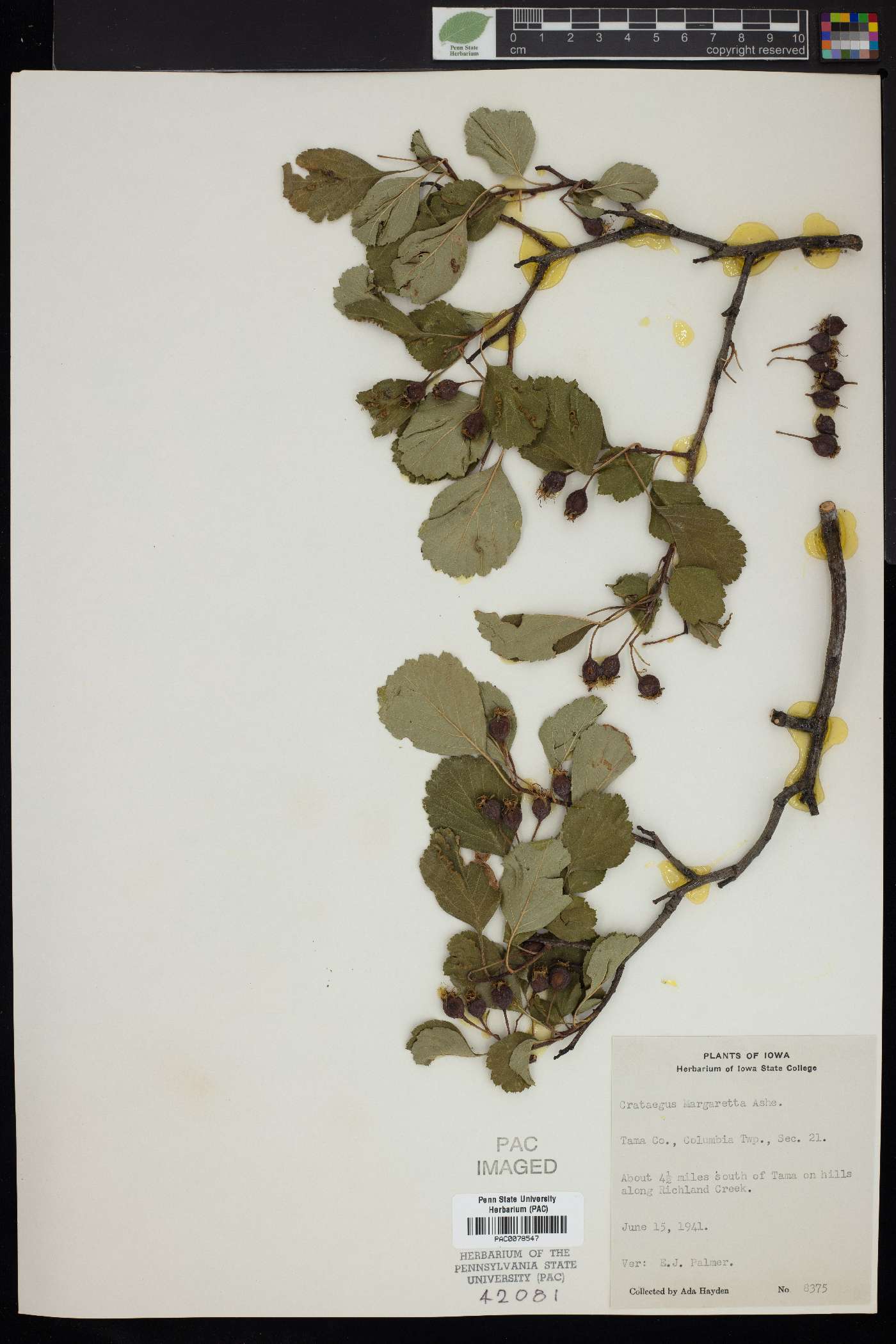 Crataegus margarettae image