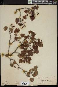 Crataegus marshallii image