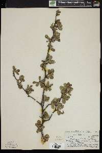 Crataegus michauxii image