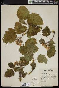 Crataegus mollis image