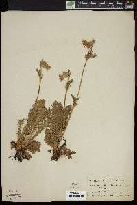 Geum triflorum image