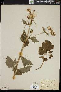 Geum geniculatum image