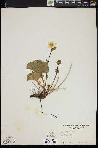 Geum peckii image