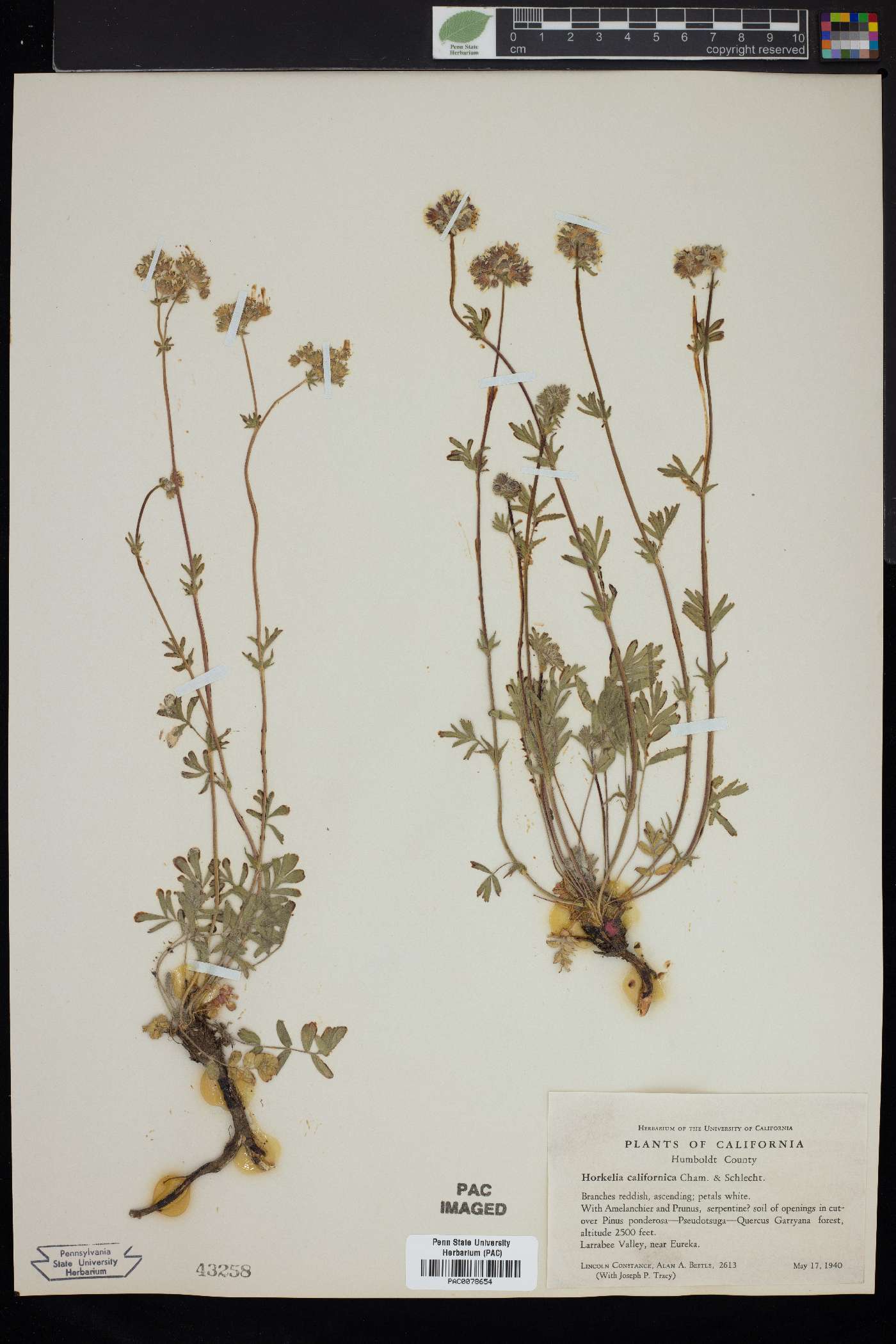 Horkelia californica image