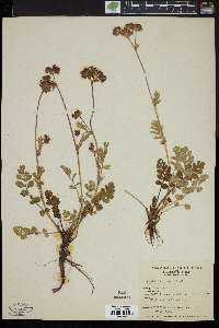 Horkelia fusca image