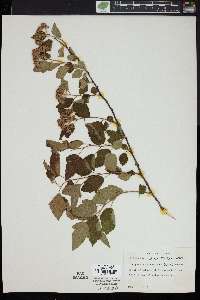Image of Physocarpus stellatus