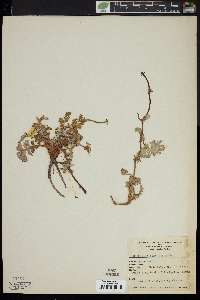 Potentilla argentea image