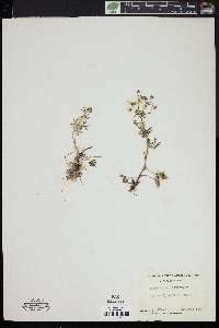 Potentilla argentea image