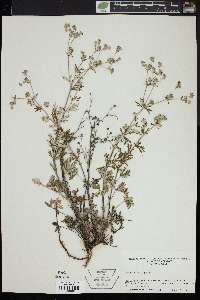 Potentilla argentea image