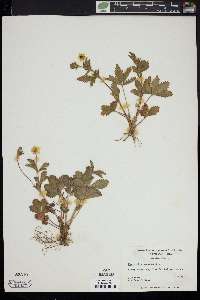 Potentilla canadensis image