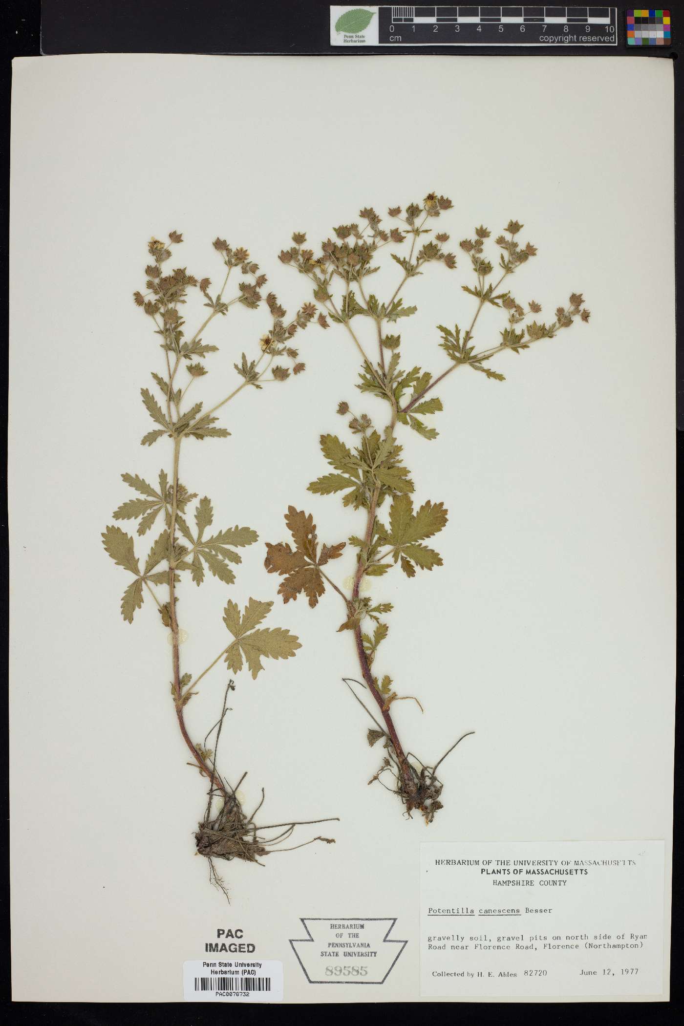 Potentilla canescens image