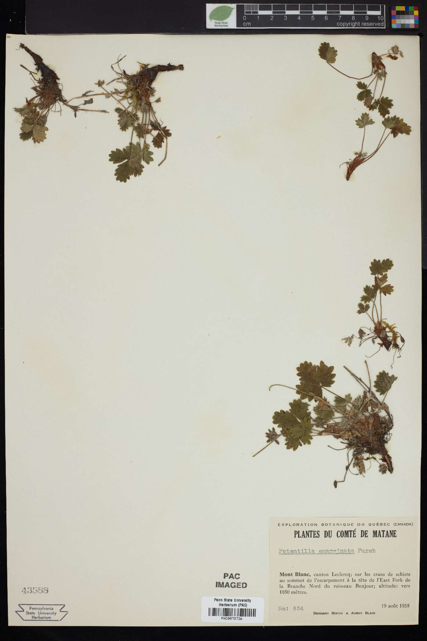 Potentilla emarginata image