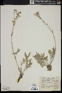 Potentilla crinita var. lemmonii image