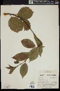 Prunus avium image