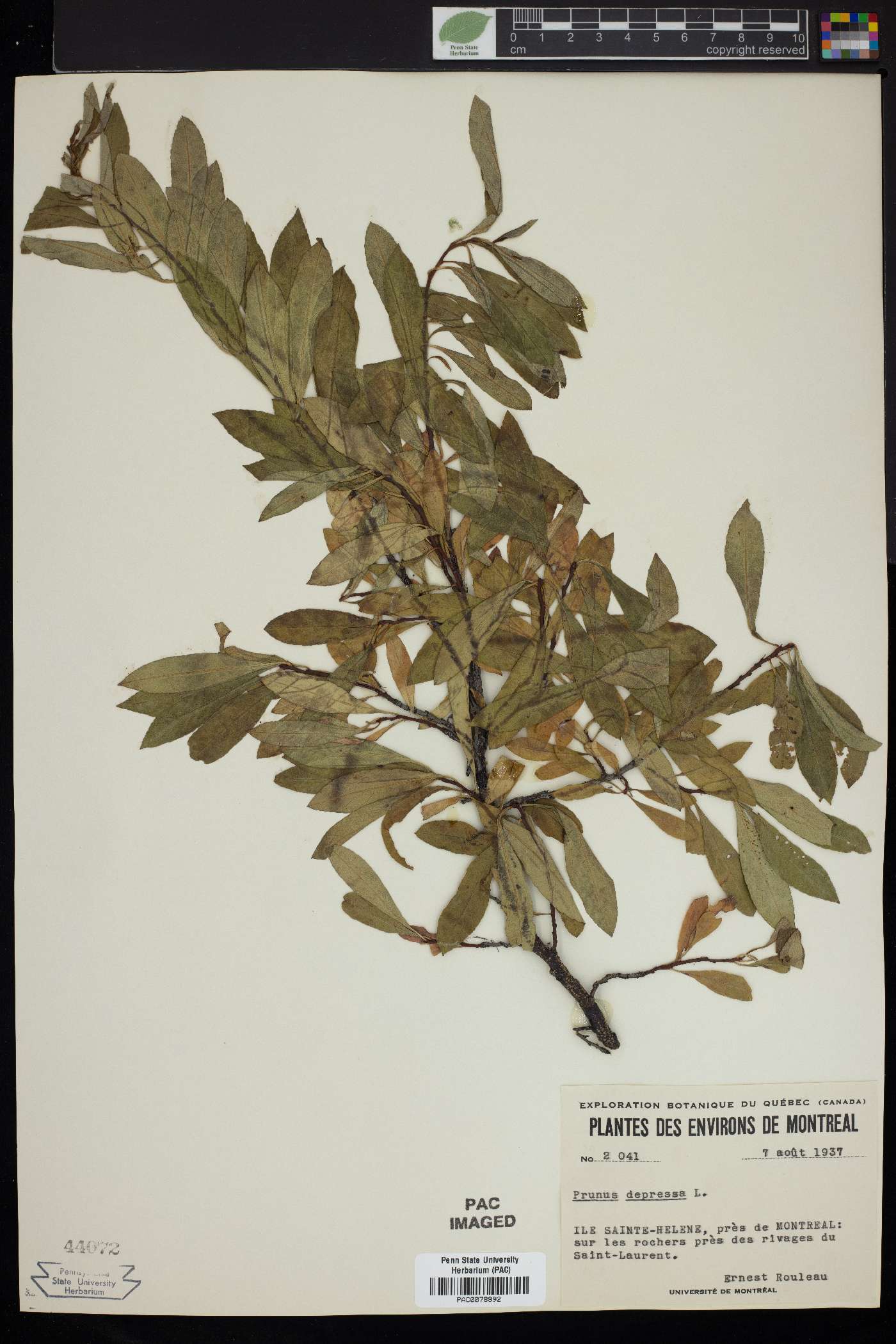 Prunus depressa image