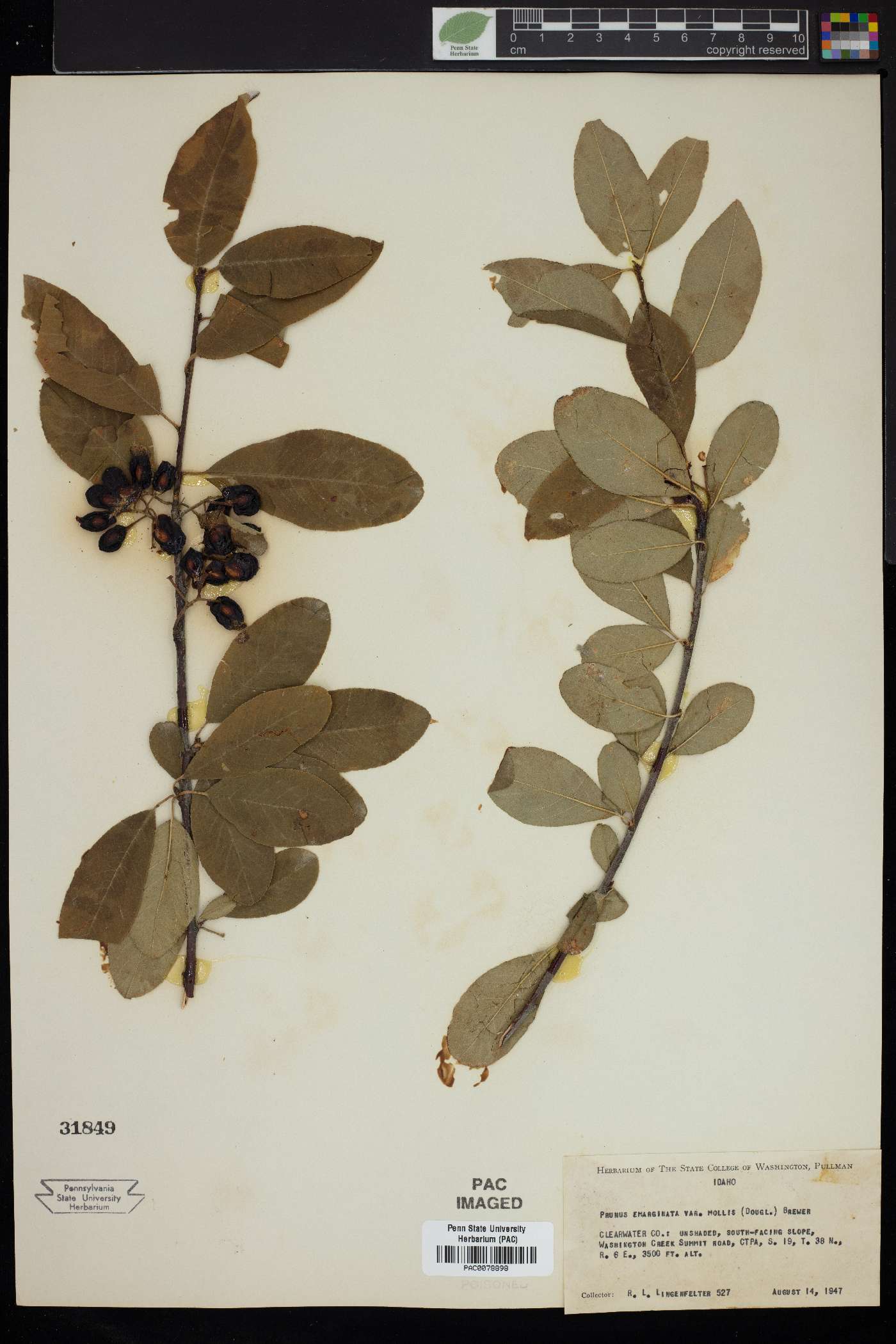 Prunus emarginata var. mollis image