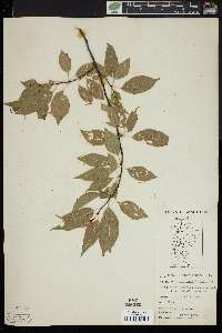 Prunus pensylvanica image